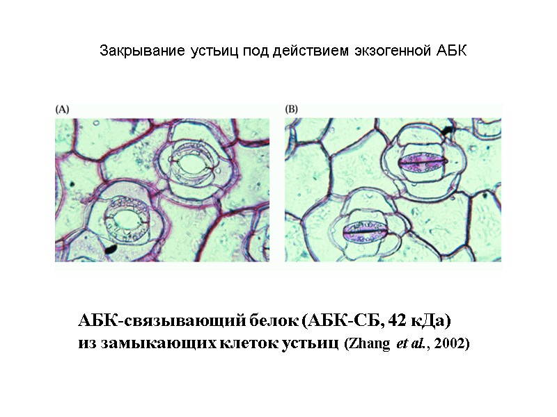 АБК-связывающий белок (АБК-СБ, 42 кДа)  из замыкающих клеток устьиц (Zhang et al., 2002)